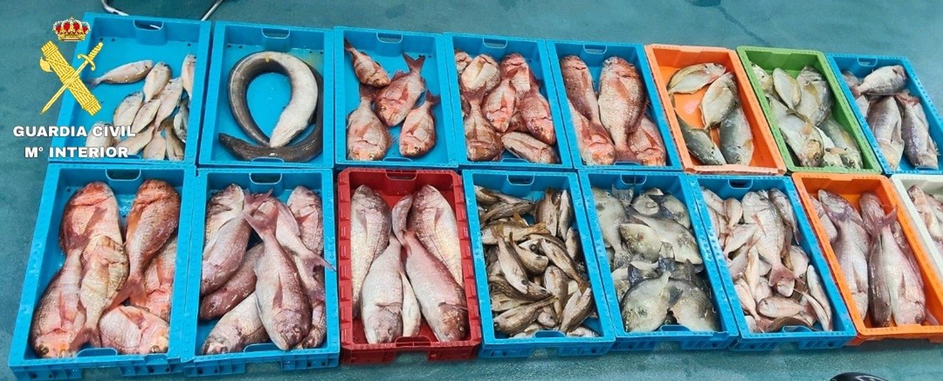 Intervienen en Fuerteventura 230 kilos de pescado ilegal en la Reserva Marina de La Graciosa