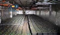Intervienen más de 2.200 plantas de marihuana en un cultivo en el sótano de una nave industrial de Trebujena (Cádiz)