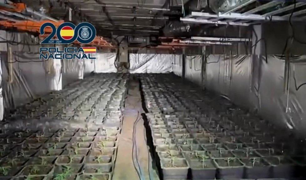Plantas de marihuana halladas en el sótano de una nave industrial en Trebujena (Cádiz)