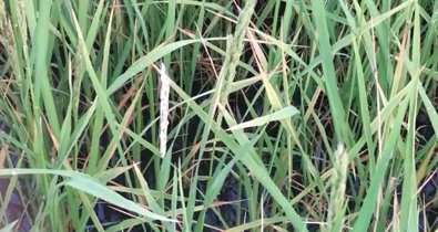 EpAgro - Agricultura