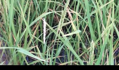 EpAgro - Agricultura