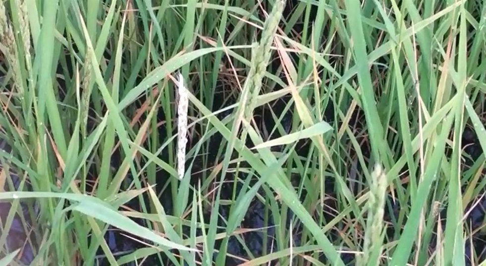Archivo - Granos de arroz quemados por la pyricularia