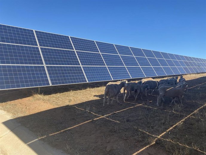 Archivo - Ganado en una planta fotovoltaica