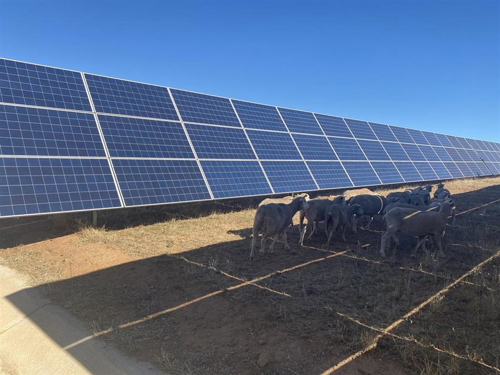 Archivo - Ganado en una planta fotovoltaica