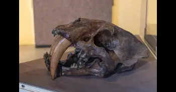 Los mamíferos gigantes que desaparecieron hace 10.000 años desencadenaron efectos en cadena