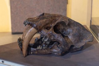 Archivo - February 4, 2026, Fruita, Colorado, United States: Cast of a saber-toothed cat skull in the Dinosaur Journey Museum, Fruita, Colorado., Colorado.
