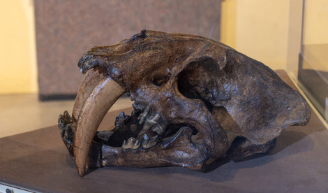 notibrasil sociedade