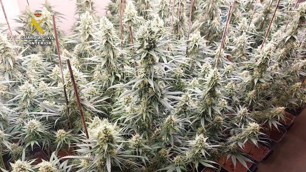 Desmanteladas tres plantaciones de marihuana indoor en Ajofrín (Toledo).