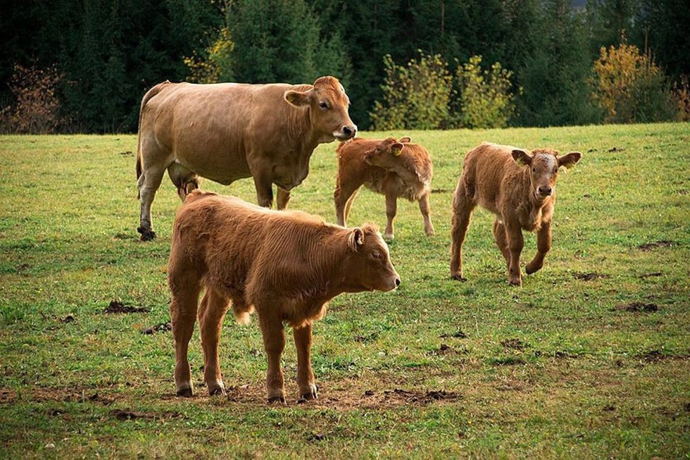 Archivo - Vacas