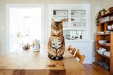 Foto: ¿Es malo tener un gato en casa? Las claves que determinan si un gato debe ser de interior o de exterior