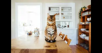 ¿Es malo tener un gato en casa? Las claves que determinan si un gato debe ser de interior o de exterior