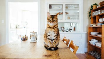 Curiosity
