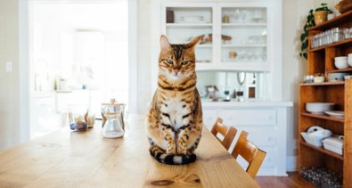Curiosity