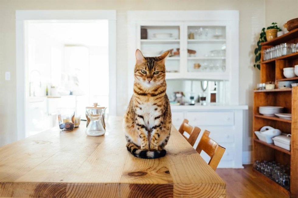 ¿Es Malo Tener Un Gato En Casa? Las Claves Que Determinan Si Un Gato Debe Ser De Interior O De Exterior