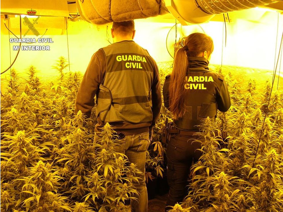 La Guardia Civil desarticula dos plantaciones de marihuana "indoor" de cultivo intensivo en Enguídanos.