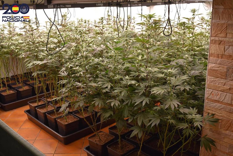 Plantación de marihuana desmantelada