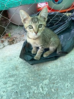 Archivo - Gato de un refugio