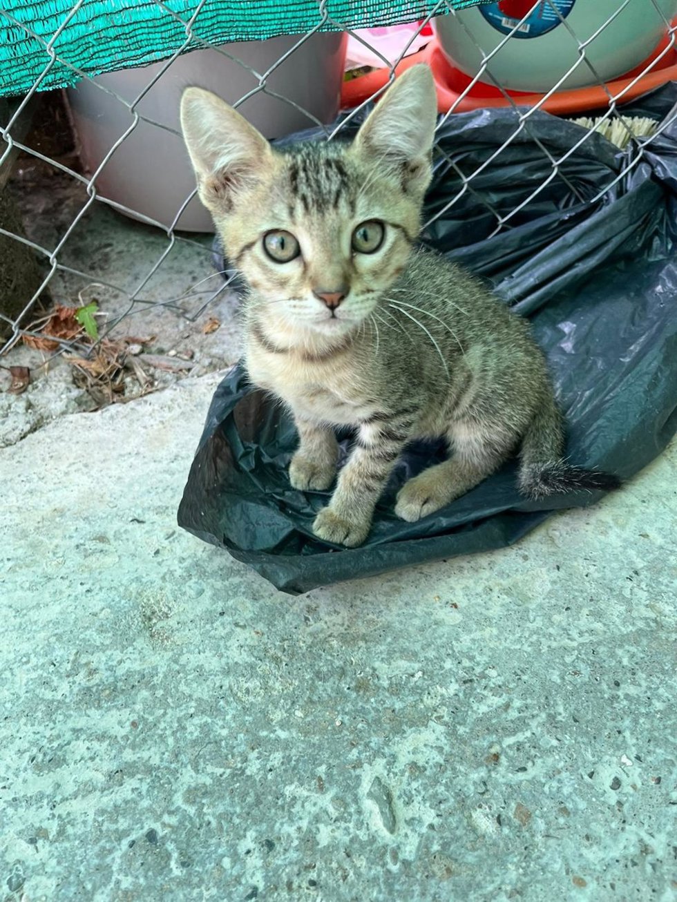 Archivo - Gato de un refugio