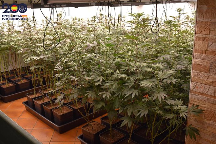 Plantació de marihuana desmantellada