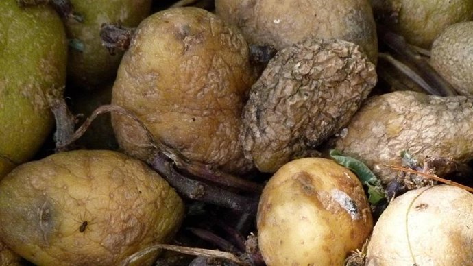 Moho en la comida; quitar 'lo verde' no siempre basta