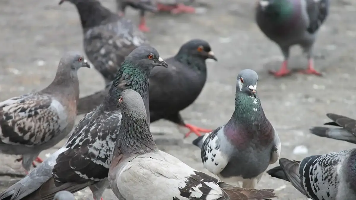 Palomas en Oviedo