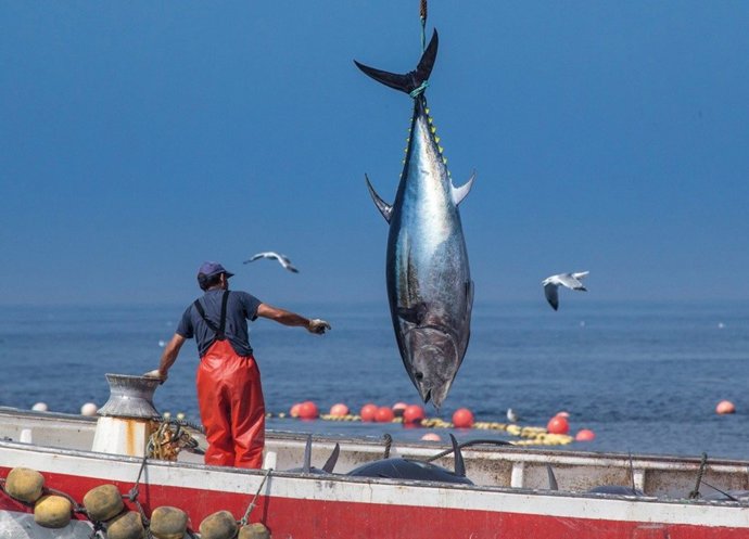 Archivo - Pesca de atún en la provincia.