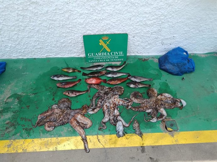 La Guardia Civil interviene 22 kilos de pulpo y peces pescados ilegalmente en Candelaria (Tenerife)