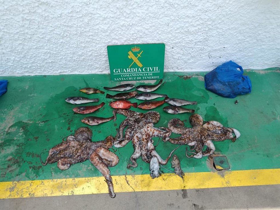 La Guardia Civil interviene 22 kilos de pulpo y peces pescados ilegalmente en Candelaria (Tenerife)