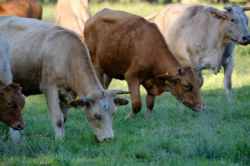 Archivo - Vacas.