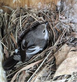 Hembra de papamoscas cerrojillo, Ficeluda hypoleuca incubando una puesta.