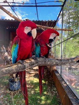 Guacamayo rojo