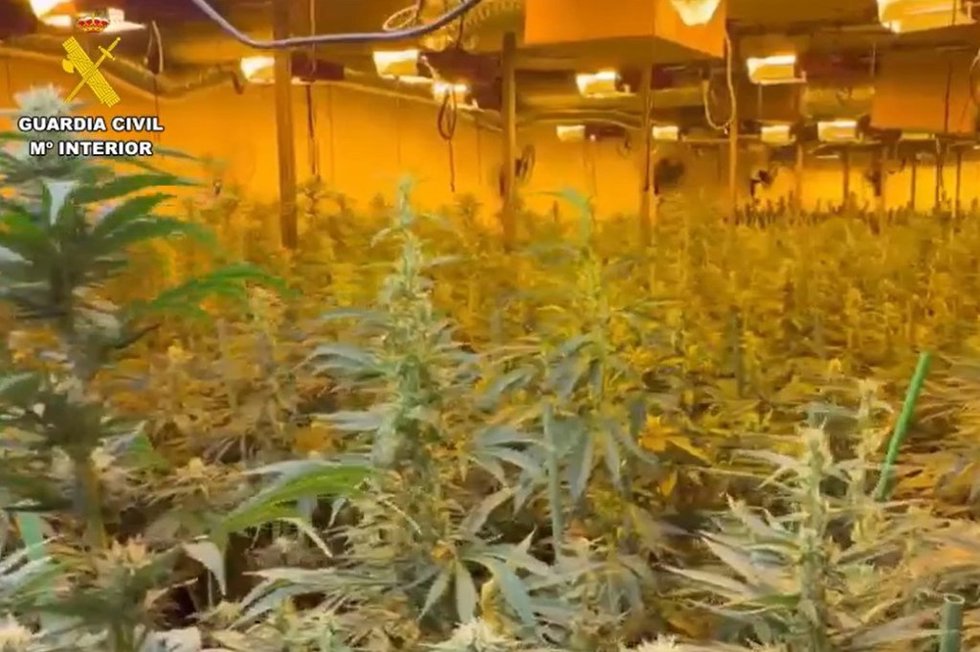 La Guardia Civil se incauta de 2,177 plantas de marihuana en cuatro operaciones simultáneas el 27 de abril en Darro, Colomera, Iznalloz y Fuente Vaqueros.