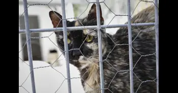 La Eurocámara adopta la primera ley de bienestar para perros y gatos con límites a la cría y microchip obligatorio