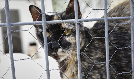 notibrasil sociedade