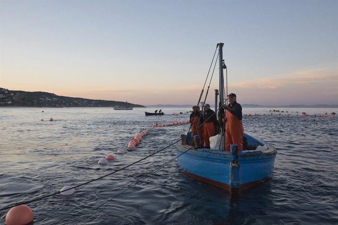 Archivo - Varios pescadores durante la ‘levantá’ del atún en las inmediaciones de Barbate, a 27 de mayo de 2025, en Barbate, Cádiz, Andalucía (España). La 'levantá' de Barbate es el momento culminante y más espectacular de la pesca tradicional del atún ro