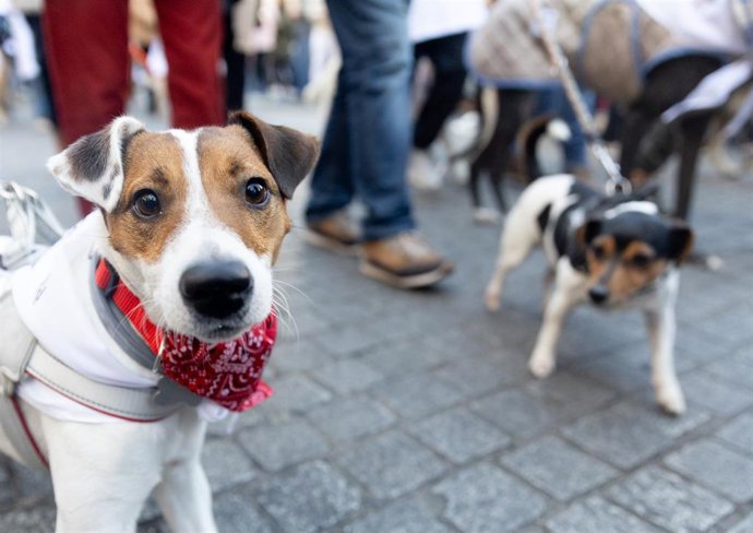 Archivo - Dos perros durante la ‘Sanperrestre’ 2024, a 30 de diciembre de 2024, en Madrid (España).
