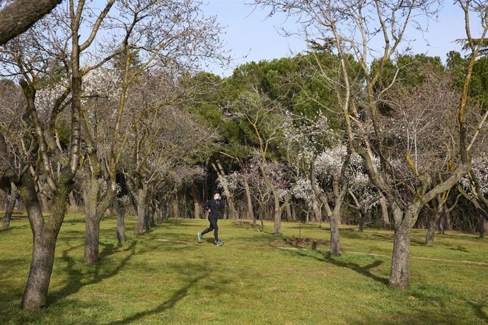 Archivo - Una persona corre entre hileras de almendros en flor en el Parque de la Quinta de los Molinos, en Madrid (España). 