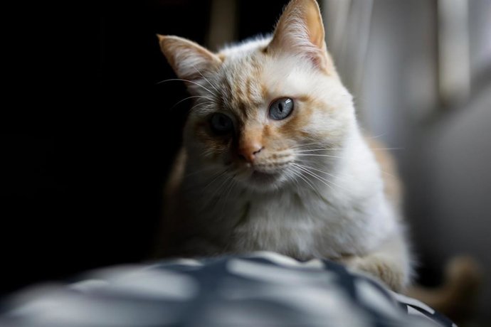 Archivo - Una gata doméstica. ARCHIVO. 