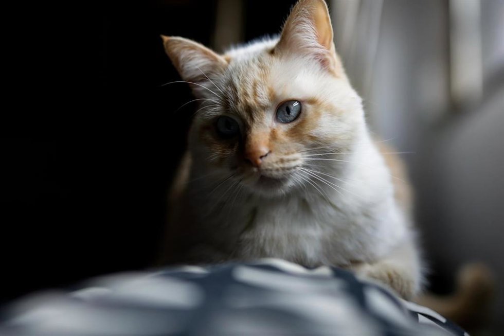 Archivo - Una gata doméstica. ARCHIVO.