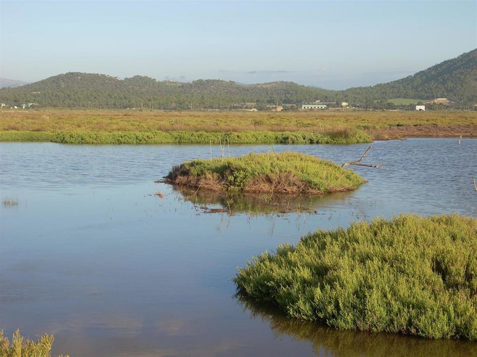 Parque natural de s'Albufera de Mallorca.
