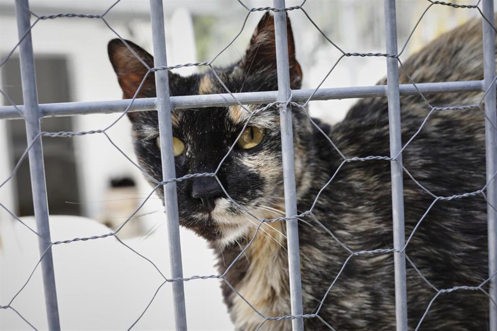Archivo - Un gato observa por la verja de las instalaciones de un albergue para animales.