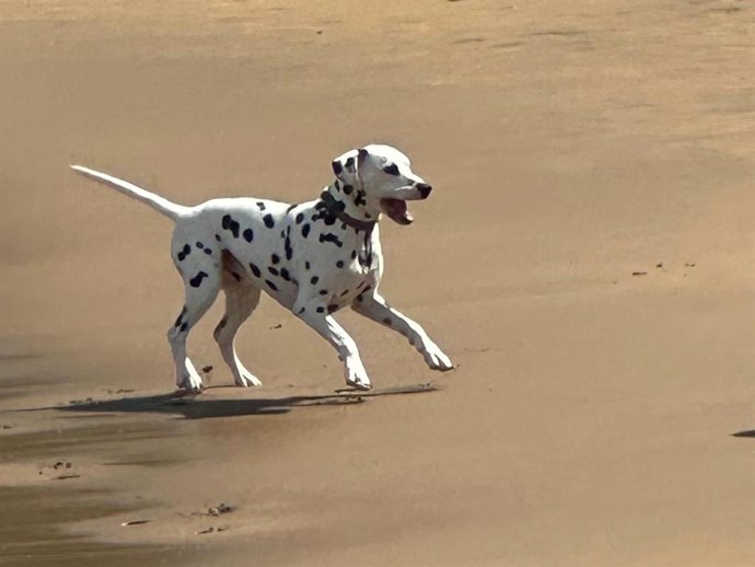 Un perro en la playa de La Concha, en San Sebastián