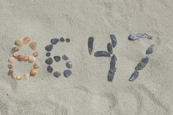 Archivo - Fotografía de conchas en una playa trazando el número 8647 y publicadas en Instagram por el exdirector del FBI James Comey