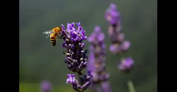 ¿Hay una abeja que frecuenta tu casa? Esto es lo que puede significar