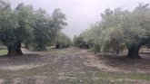 Foto: COAG exige a Hacienda una rebaja para el olivar de los módulos por la pérdida de un 31% de producción en Jaén