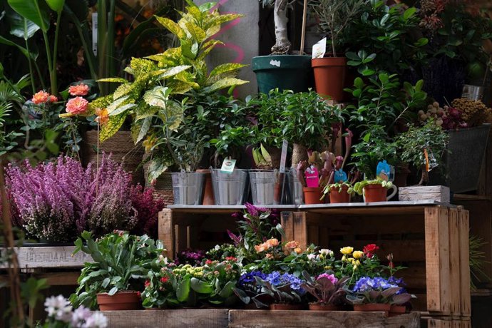 Archivo - Vista de una floristería