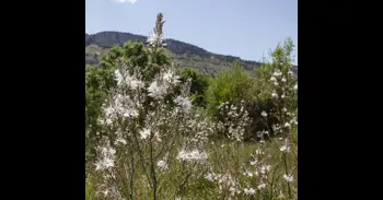 El fenómeno natural en Burgos que está volviendo locos a los amantes de la fotografía