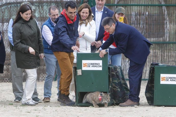 La alcaldesa de Zaragoza, Natalia Chueca, participa en Torrecilla de Valmadrid en la liberación de la segunda pareja de linces ibéricos