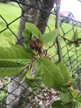 Archivo - Avispilla del Castaño