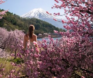 Imagen de los cerezos en flor en Japón